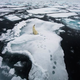 Illustration for article titled The most spectacular wild animal photos of the year